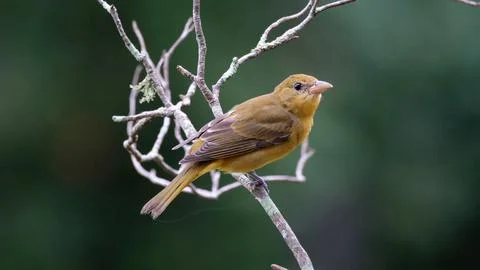 FSummerTanager Stock Photos