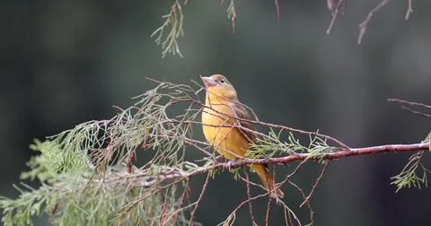 FSummerTanager2 Stock Photos