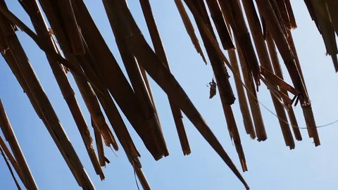 FThatched roof in the wind Stock Footage 82991507