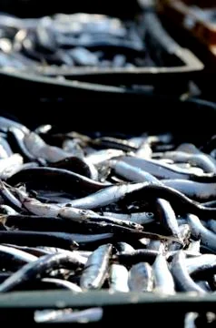 Ftrsh fish 스톡 사진