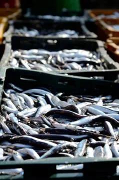 Ftrsh fish Stock Photos