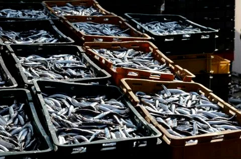 Ftrsh fish Stock Photos