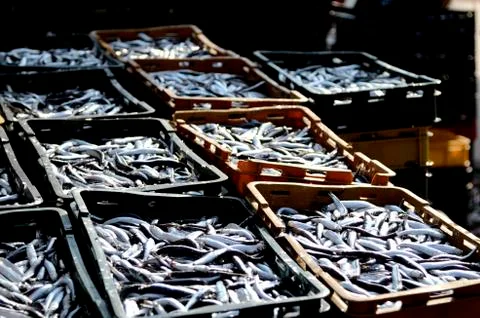 Ftrsh fish Stock Photos