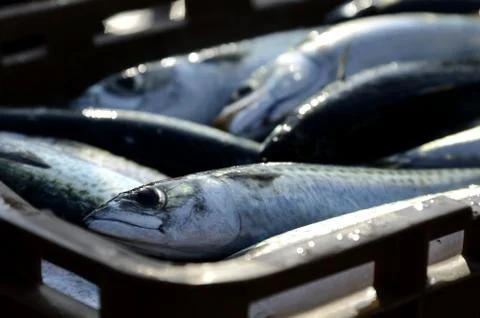 Ftrsh fish Stock Photos