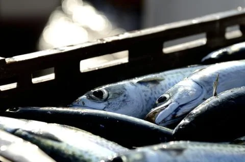Ftrsh fish Stock Photos