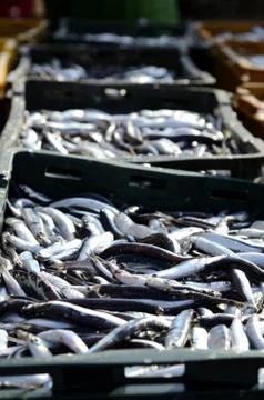 Ftrsh fish Stock Photos