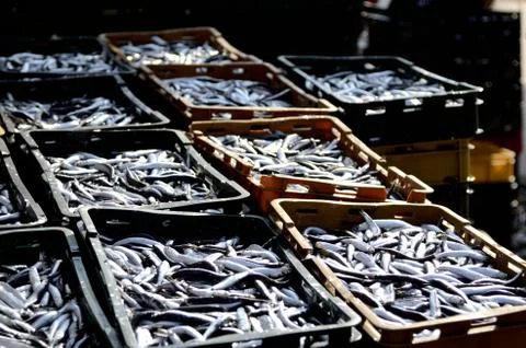 Ftrsh fish Stock Photos