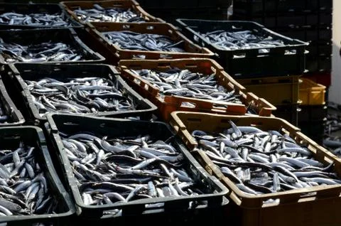 Ftrsh fish Stock Photos