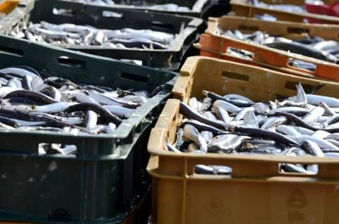 Ftrsh fish Stock Photos