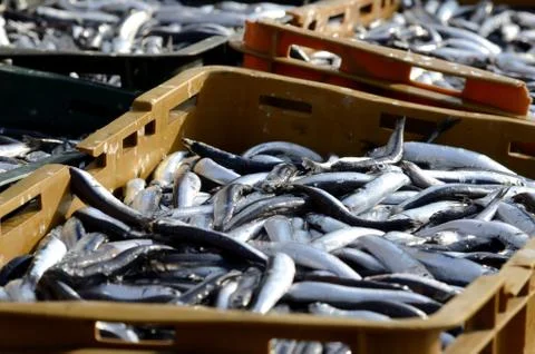 Ftrsh fish Foto stock