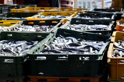 Ftrsh fish Stock Photos