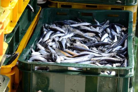 Ftrsh fish 스톡 사진