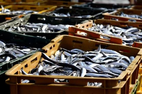 Ftrsh fish Foto stock