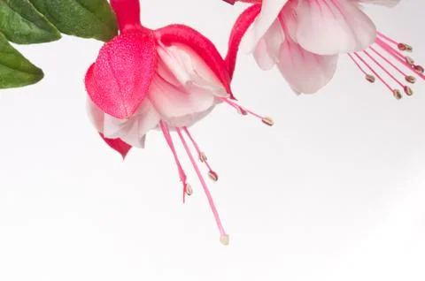 Fuchia Stock Photos