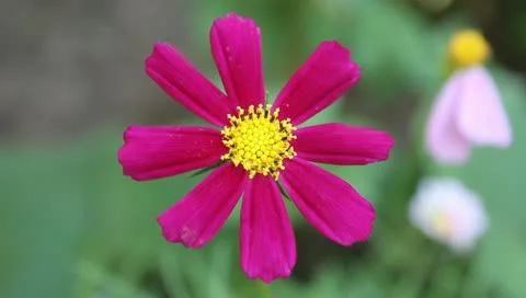 Fuchsia and yellow flower Video stock 11203564