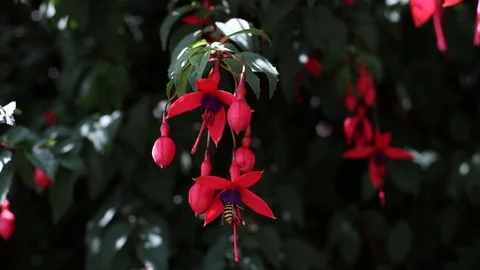 Fuchsia with bee in ireland close up Stock Footage 113160625
