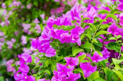 Fuchsia bougainvillea Stock Photos