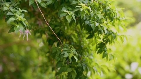 Fuchsia Bush in garden Stock Footage 129251335