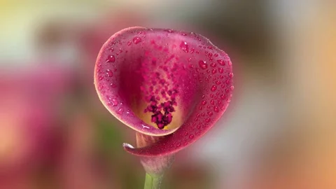 Fuchsia celestial particles moving from a calla flower Stock Footage 238771111