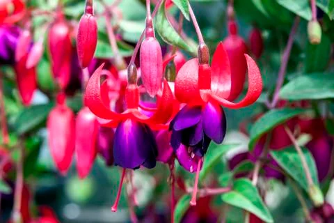 Fuchsia 'Charming' Stock-Fotos