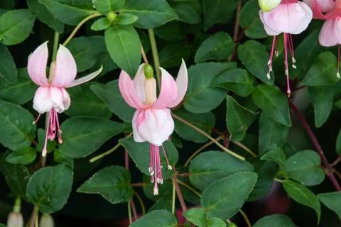 Fuchsia (Claudia) Stock Photos