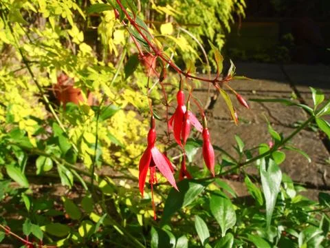 Fuchsia Close Up 写真素材