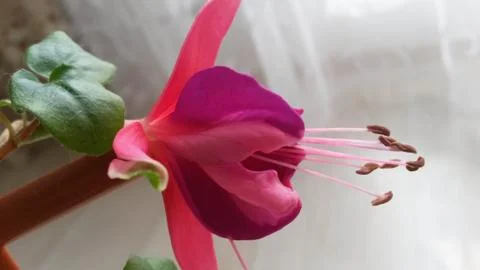 Fuchsia close up Stock Photos