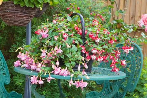 Fuchsia container plant on garden table Stock Photos
