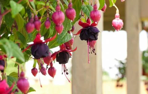 Fuchsia in droplets Stock Photos
