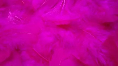 Fuchsia Feather Pattern, plume surface, slow motion. Stock Footage 233768729