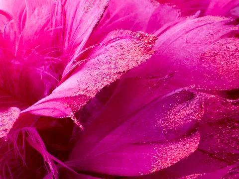 Fuchsia Feather Plume Stock Photos