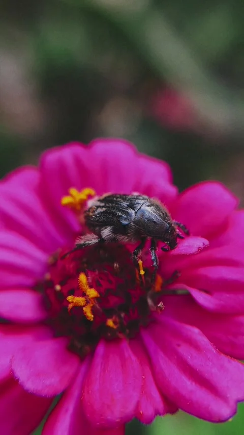 Fuchsia Flower and Beetle – Macro Close-Up Nature Footage Stock Footage 319144995