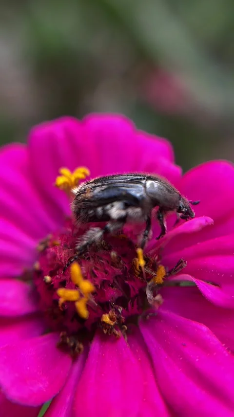 Fuchsia Flower and Beetle – Macro Close-Up Nature Footage Stock Footage 319145013