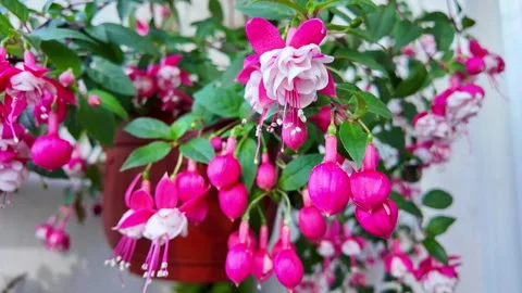 Fuchsia flower blooms in dynamic red and white colors suspended gracefully .. Stock Footage 330987048