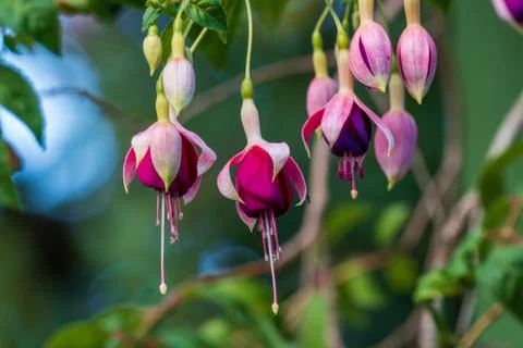 Fuchsia Flower Blurred Background Stock Photos