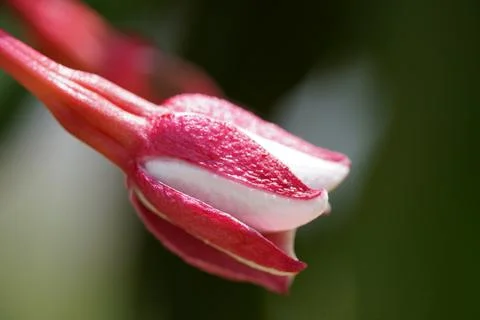 Fuchsia Flower Close Up Delicate Bloom Beauty Stock Photos