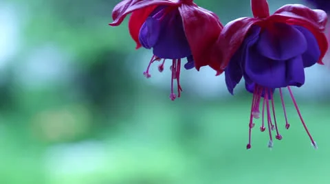 Fuchsia Flower Close-up Stock Footage 25271354