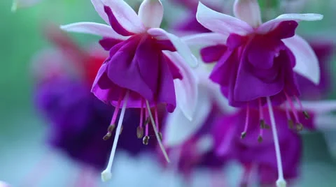 Fuchsia Flower Close-up Stock Footage 25271438
