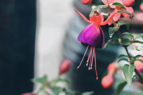 Fuchsia flower close-up Stock Photos