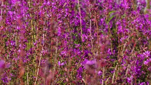 Fuchsia flower field close-up Stock Footage 319639606