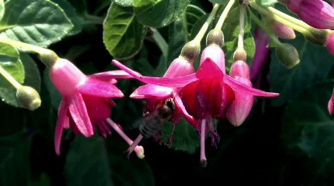 Fuchsia flower  Stock Footage 669009