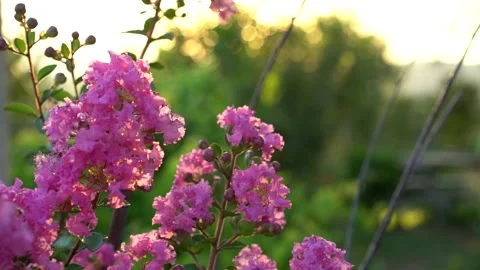 Fuchsia flower Stock Footage