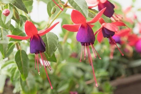 Fuchsia flower group Stockfoto's