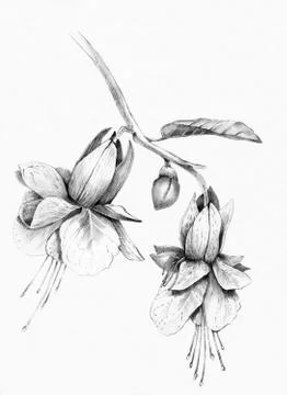 Fuchsia flower Stock Illustration