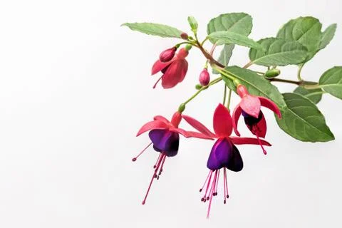 Fuchsia flower isolated Stock Photos
