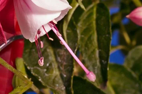 Fuchsia flower Stock Photos