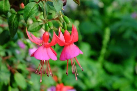 Fuchsia flower Stock Photos