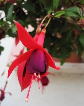 Fuchsia flower Stock Photos