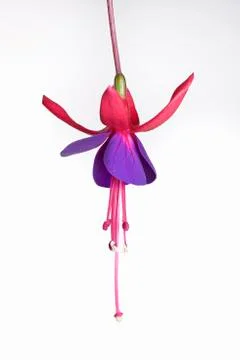The Fuchsia flower Stock Photos