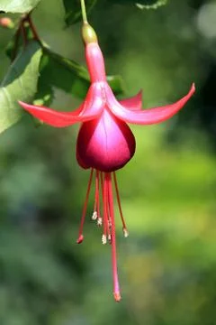Fuchsia flower Stock Photos